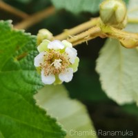 Rubus moluccanus L.